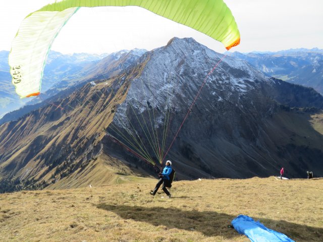 Wildfliegen