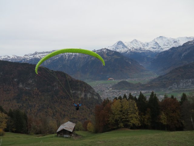 Wildfliegen