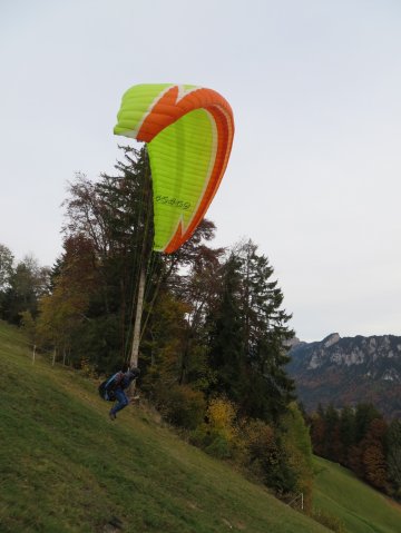 Wildfliegen