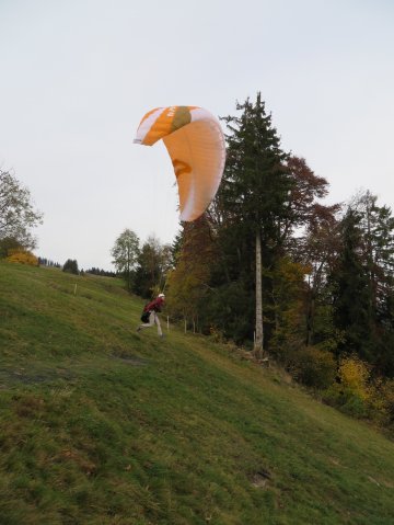 Wildfliegen