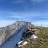 Wildfliegen