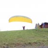 Wildfliegen