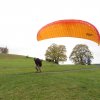 Wildfliegen