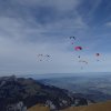 Wildfliegen